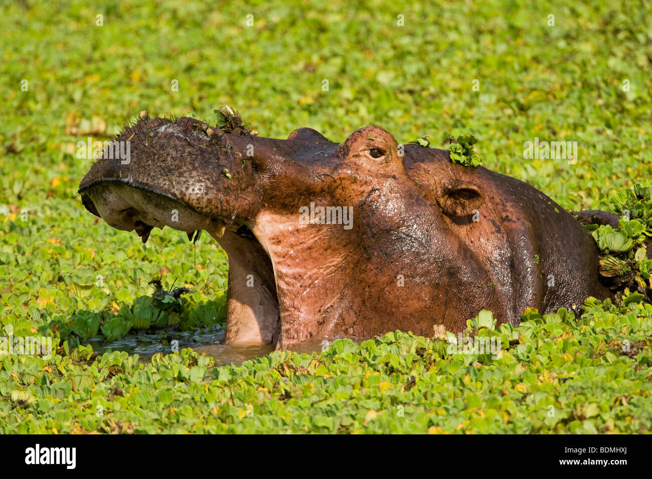 Yawning Hippopotamus (Hippopotamus amphibius) in a small water hole with aquatic plants, South Luangwa National Park, Zambia, A Stock Photo