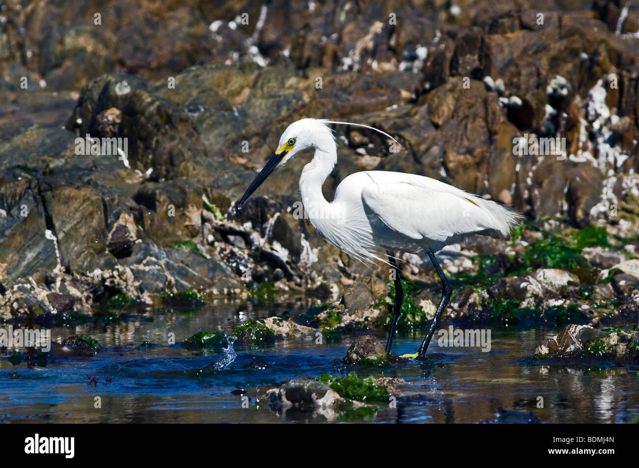 A Little Egret feeding amongst the rocks at Mouille Point Cape Town, South Africa Stock Photo
