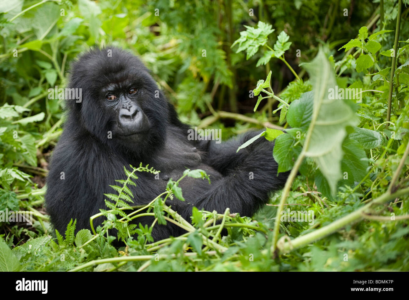 Mountain gorilla, Gorilla gorilla berengi, Volcanoes National Park, Rwanda Stock Photo