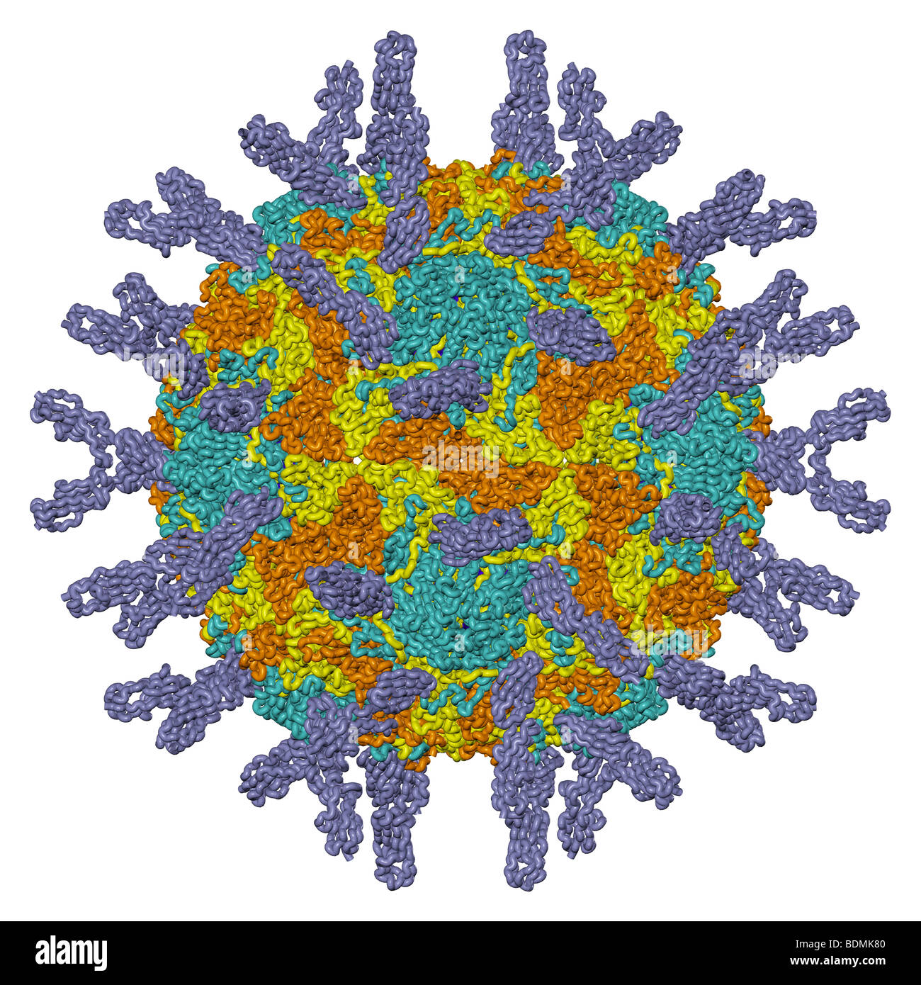 three-dimensional computer-generated model of the human rhinovirus 16 Stock Photo