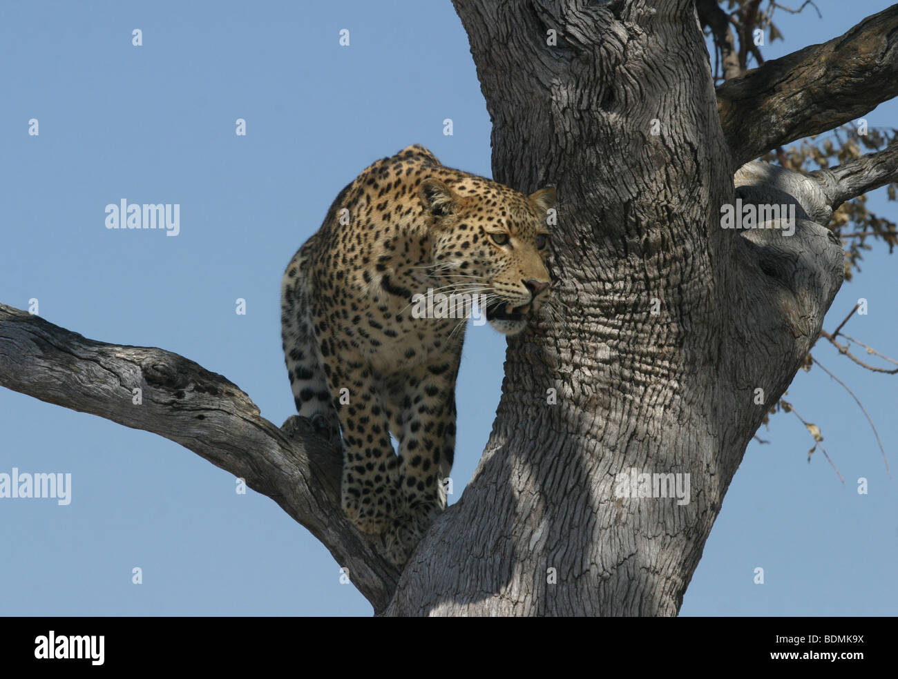 Leopard balancing on tree branch in Hwange National Park, Zimbabwe ...