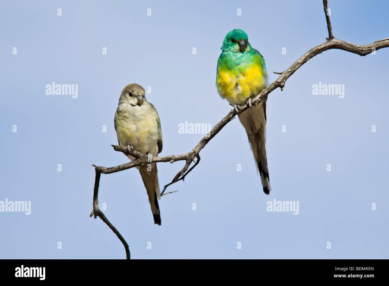 Red-rumped Parrots, male on right, South Australia Stock Photo