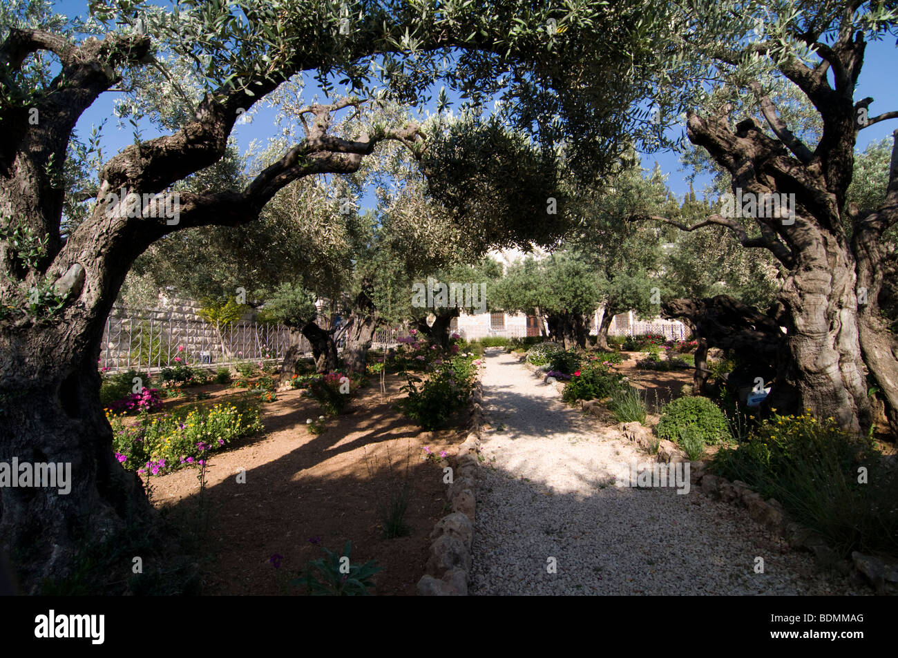 Garden Of Gethsemane Stock Photos Garden Of Gethsemane Stock