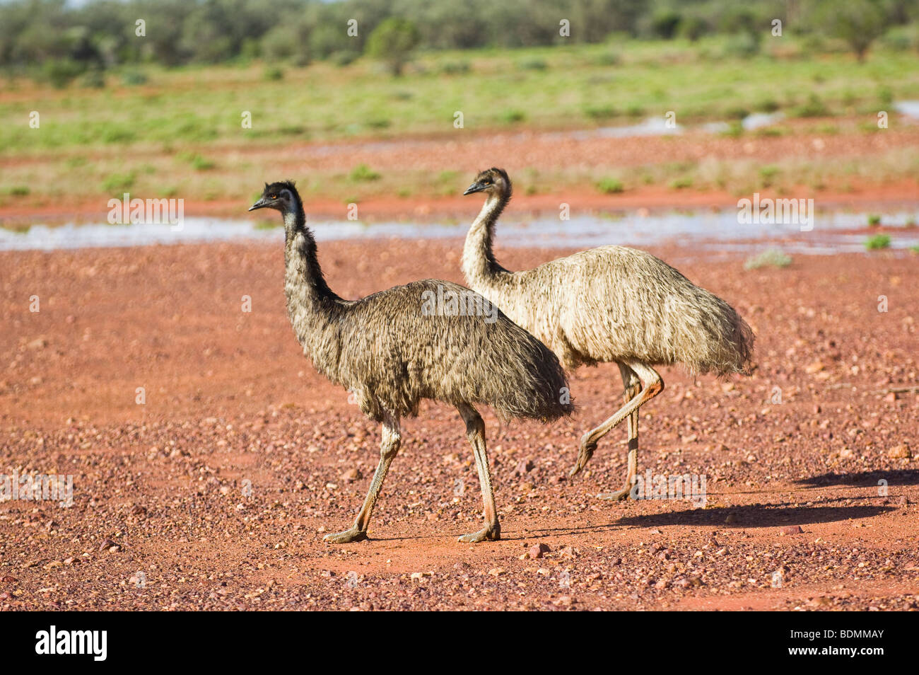 Emus, Wanaaring, New South Wales, Australia Stock Photo