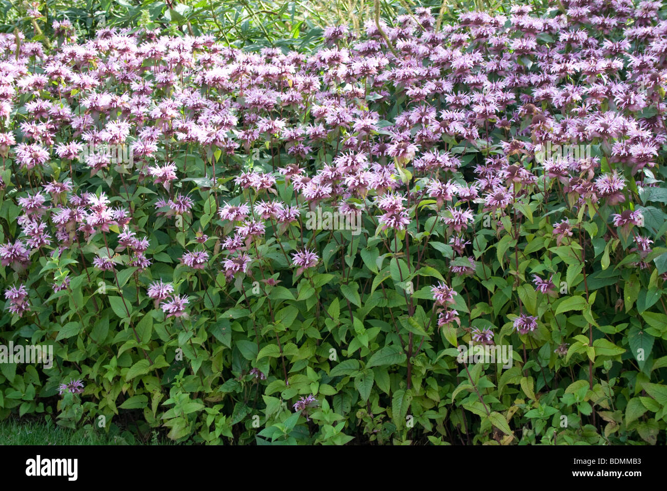 Monarda 'Beauty of Cobham' Stock Photo