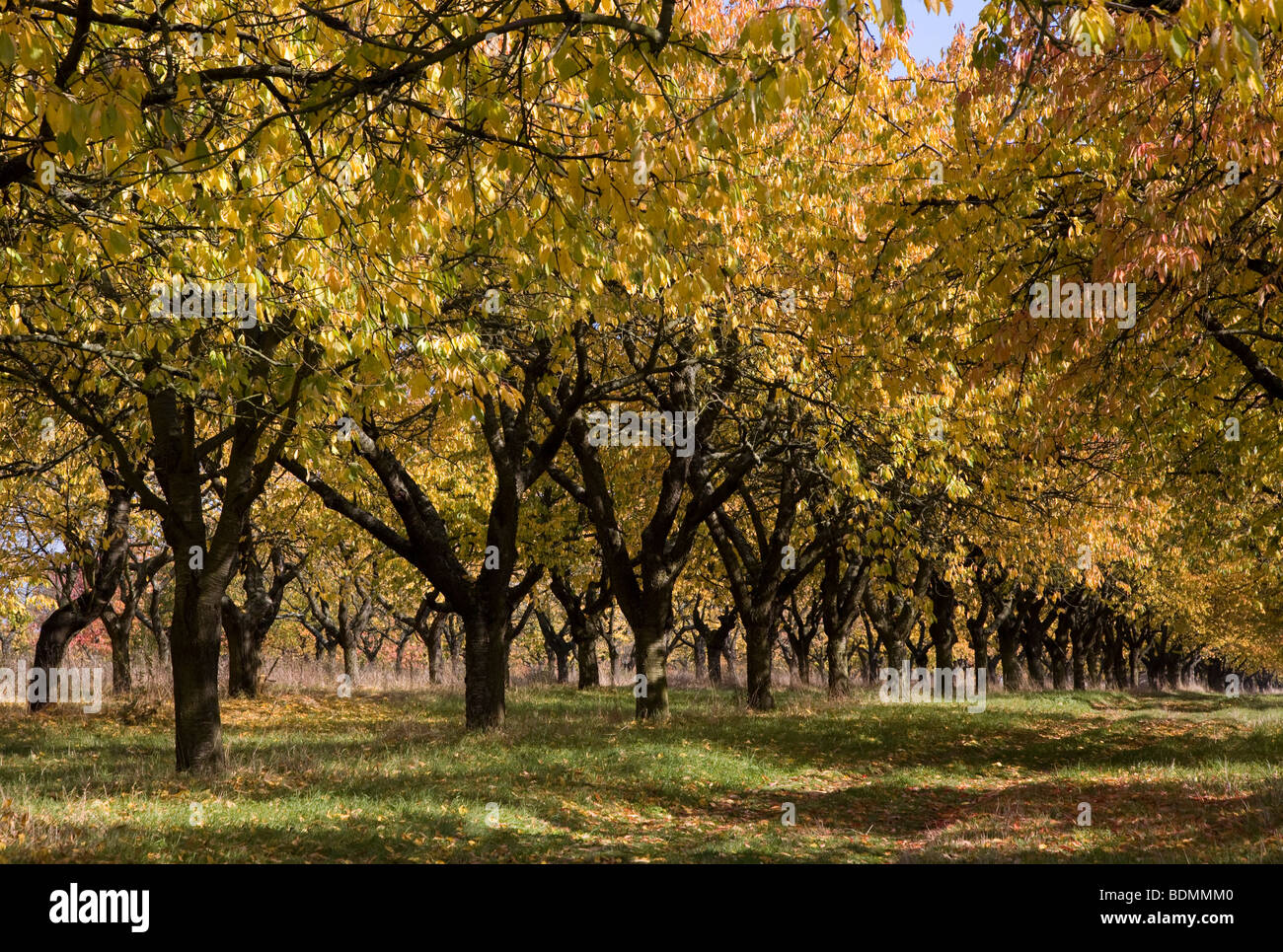 Eckartsberga, Alte Kirschplantage im Herbst Stock Photo Alamy