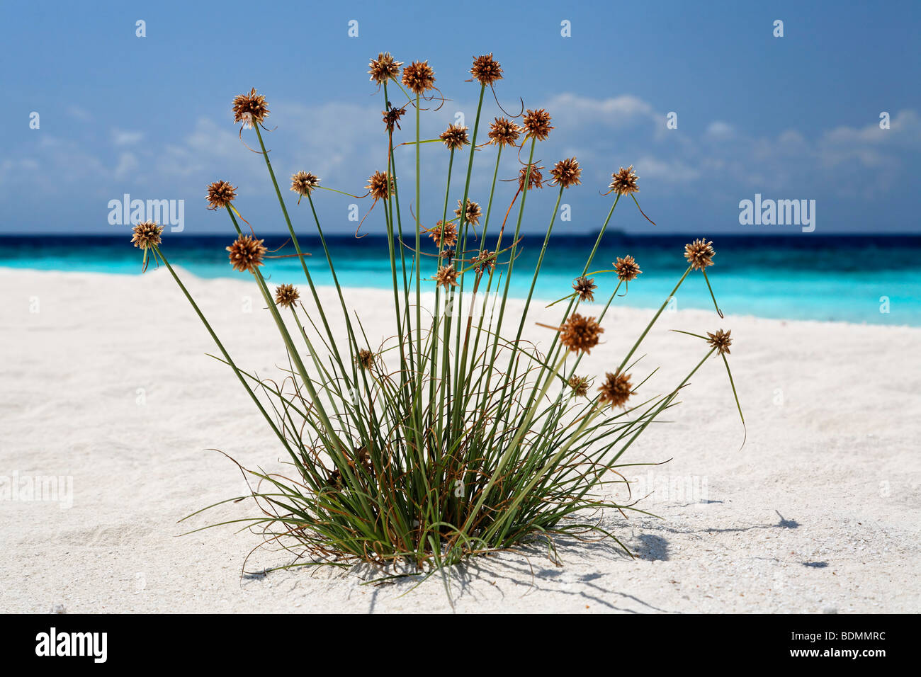 Bulrushes, beach, lagoon, sea, Maldive island, South Male Atoll, Maldives, archipelago, Asia, Indian Ocean Stock Photo
