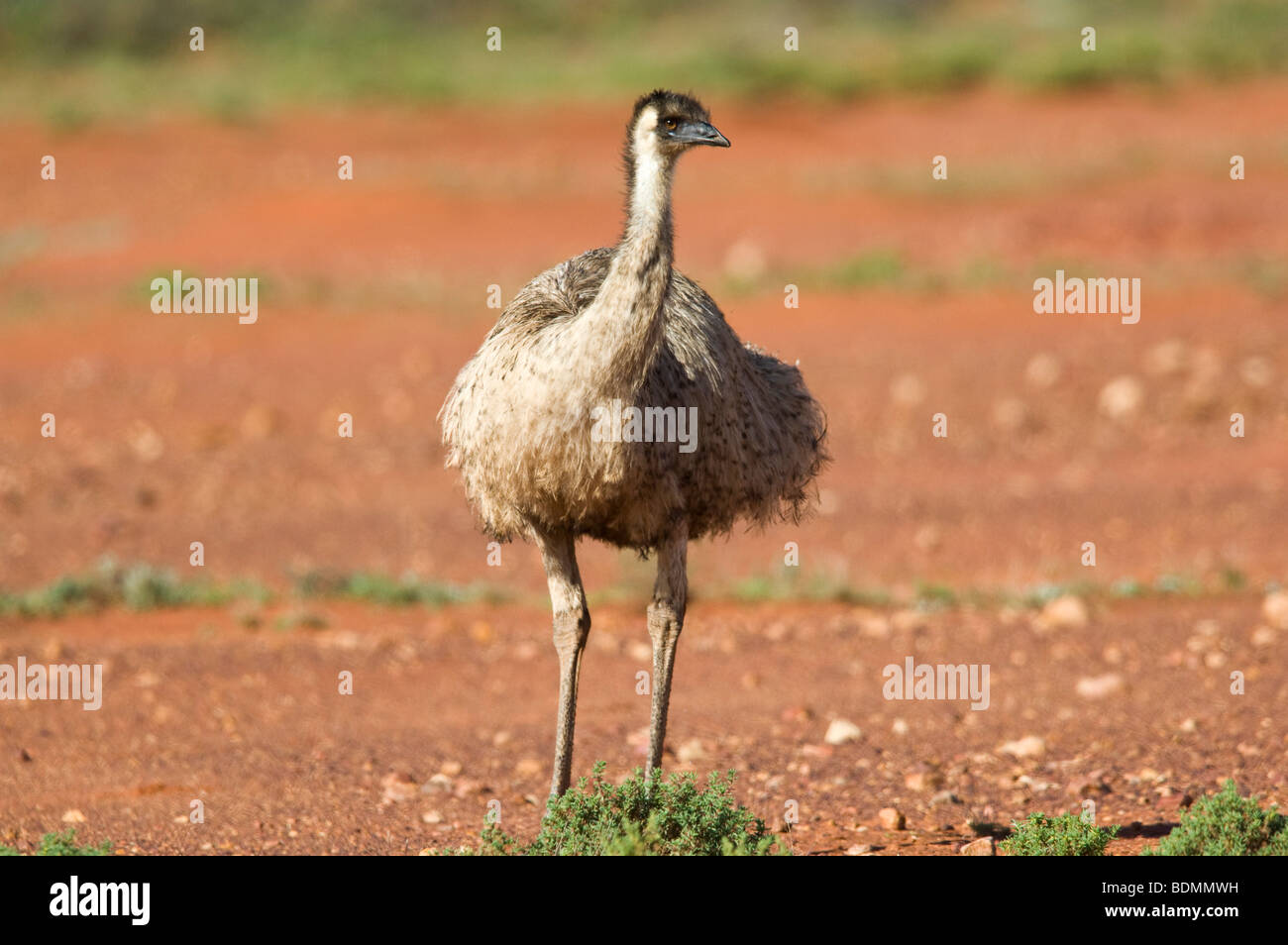 Emu, Wanaaring, New South Wales, Australia Stock Photo