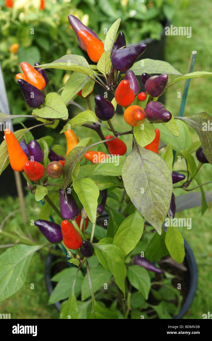 Chilli plants High Resolution Stock Photography and Images - Alamy