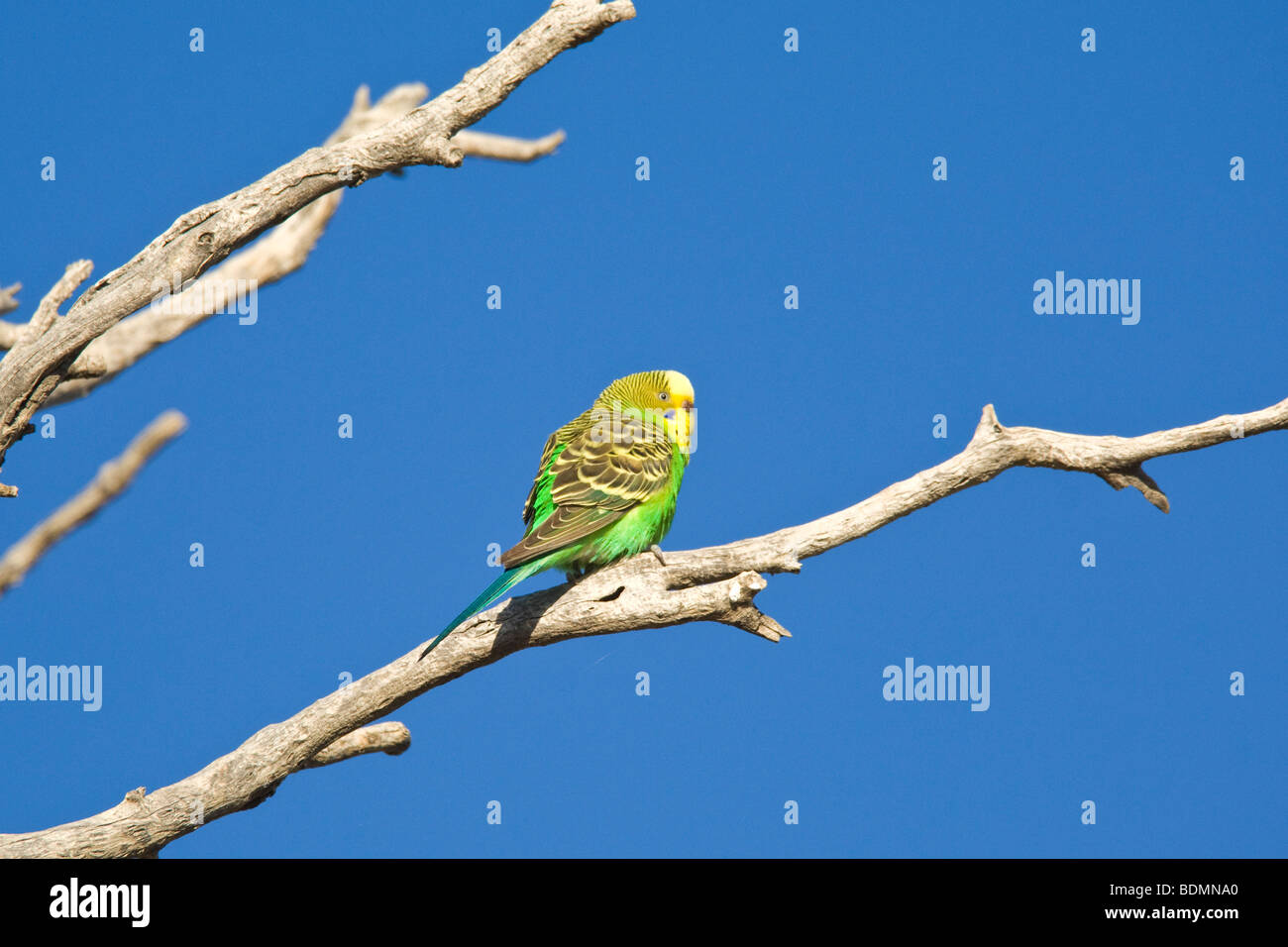 Budgerigar perching on branch, Diamantina River, Birdsville, Queensland, Australia Stock Photo