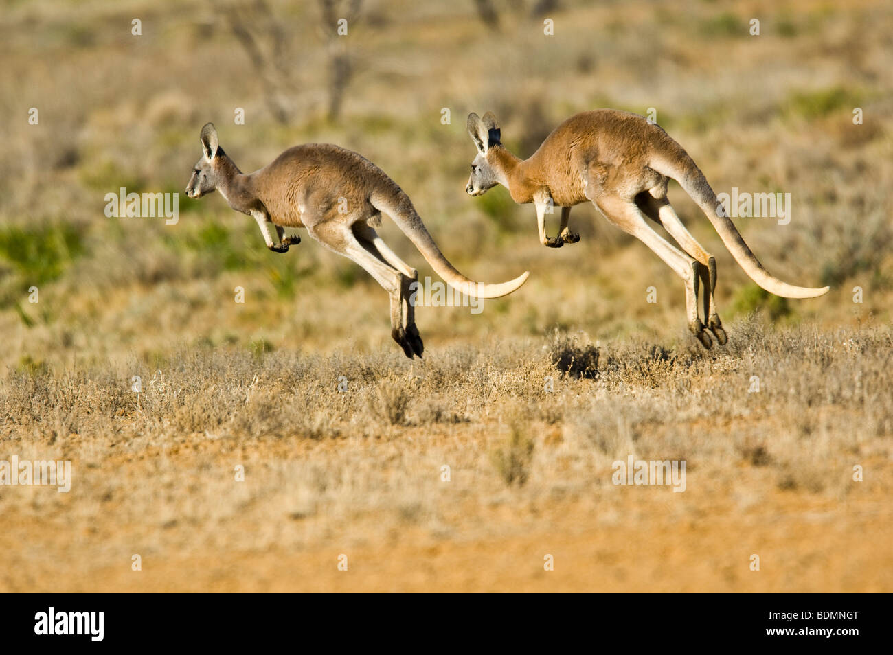 Hopping animals hi-res stock photography and images - Alamy Hopping animals hi-res stock photography and images - Alamy