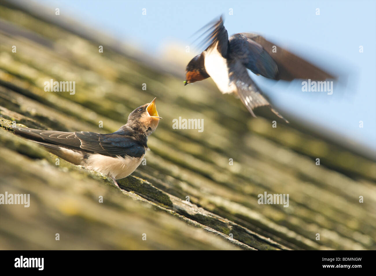 swallow feeding its young Stock Photo Alamy