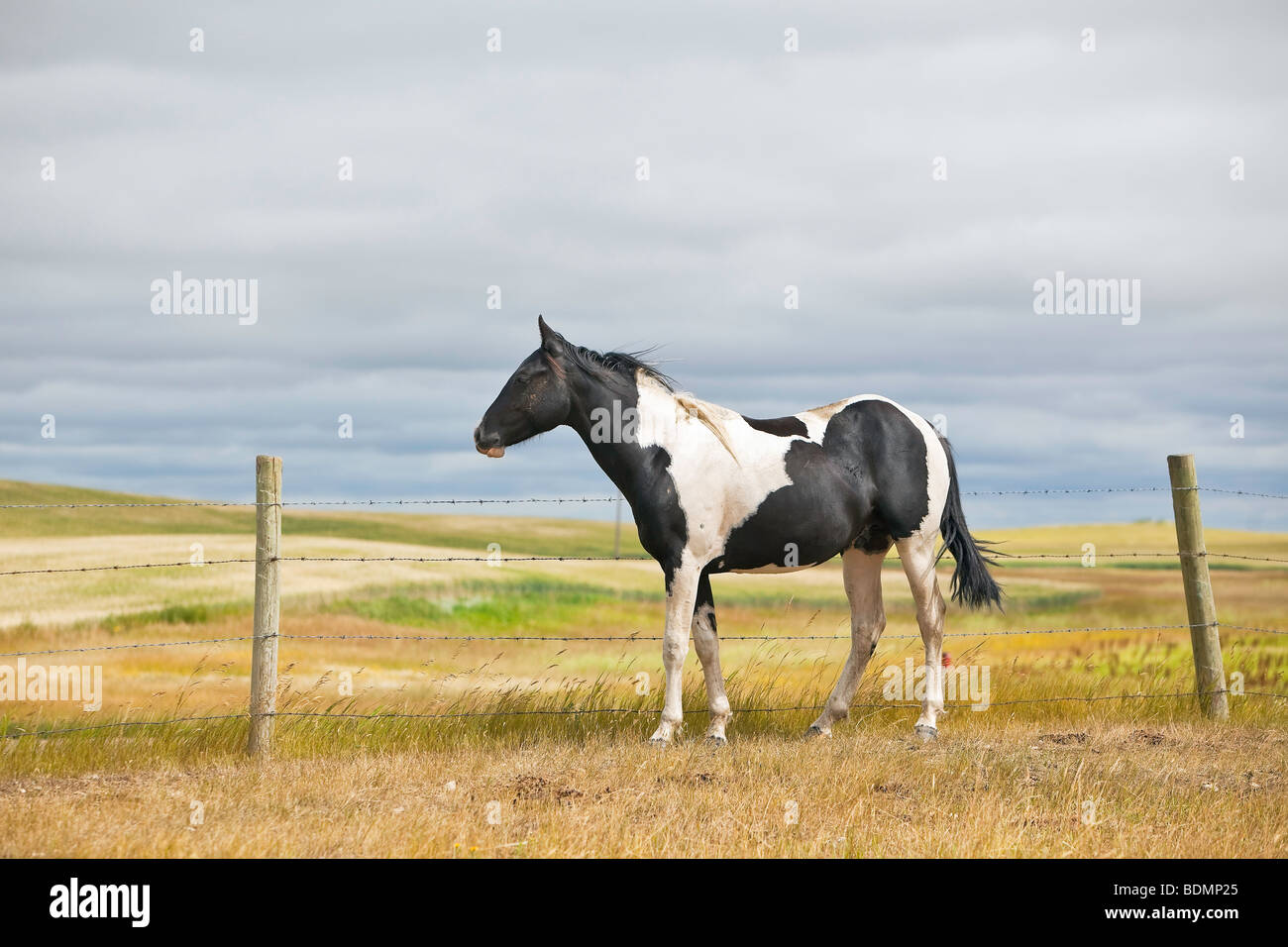 One horse, prairie pasture, Big Muddy Badlands, Saskatchewan, Canada. Stock Photo