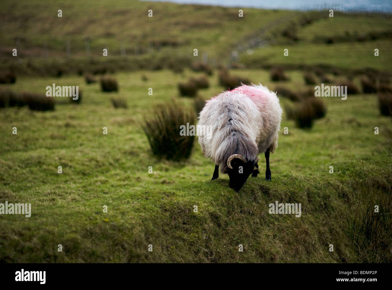 A sheep with long shaggy wool grazing on Clare Island off County Mayo on the west coast of Ireland. Christmas 2008. Stock Photo