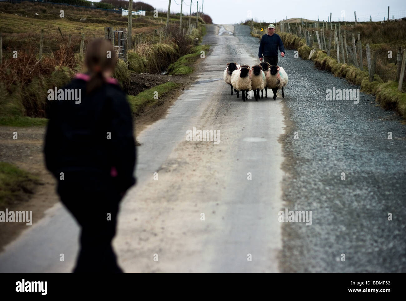 A farmer herds his sheep with long shaggy wool on Clare Island off County Mayo on the west coast of Ireland. Christmas 2008. Stock Photo