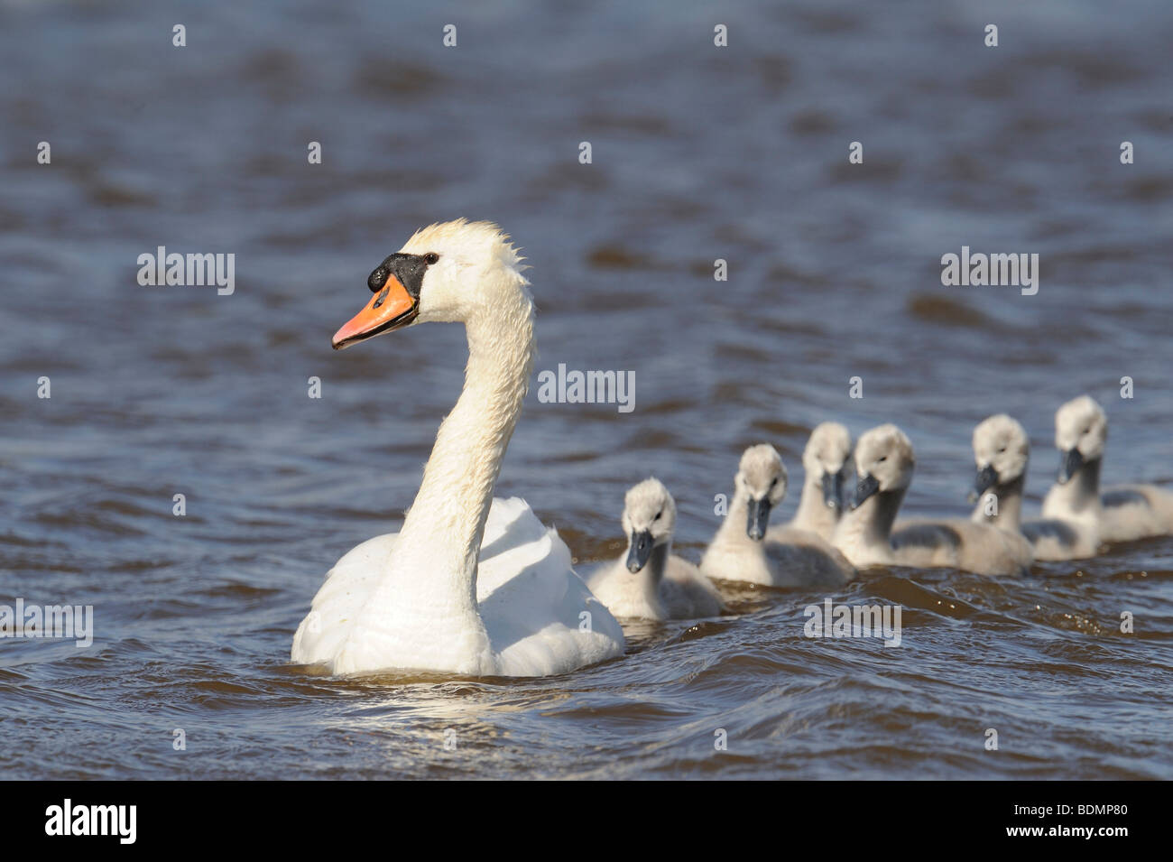 Mute Swan (Cygnus olor) with chicks Stock Photo