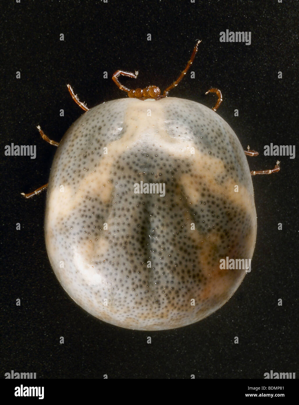 Engorged female 'lone star tick' Amblyomma americanum, dorsal view Stock Photo