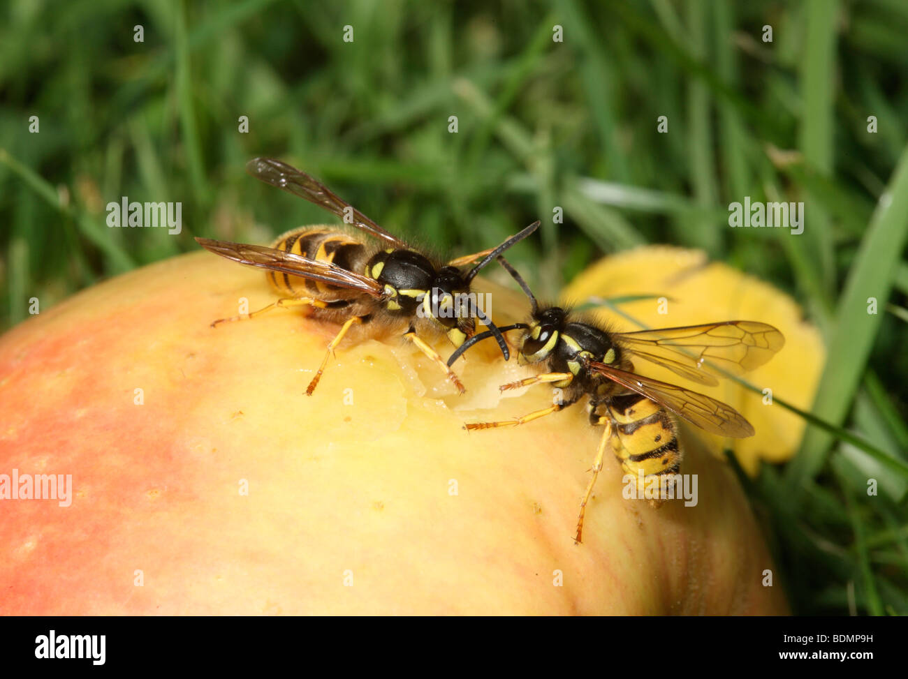 Wasp, Vespula vulgaris, on apple, Midlands, August 2009 Stock Photo