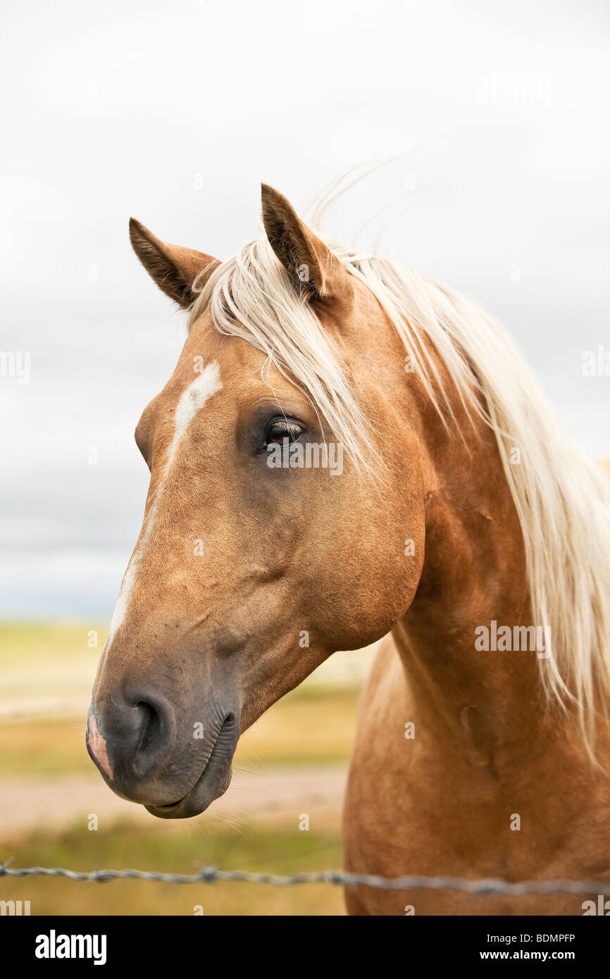 Quarter Horse High Resolution Stock Photography and Images Alamy