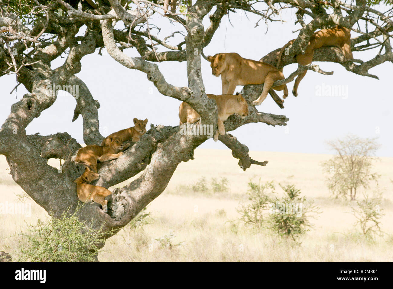 Lions Ambush High Resolution Stock Photography and Images - Alamy