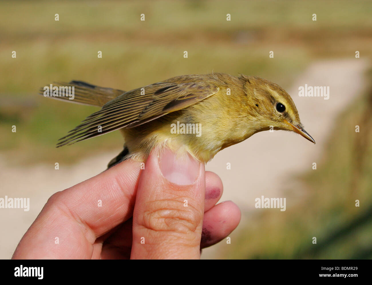A juvenile Willow Warbler, Phylloscopus trochilus, being ringed by a professional ornithologist Stock Photo