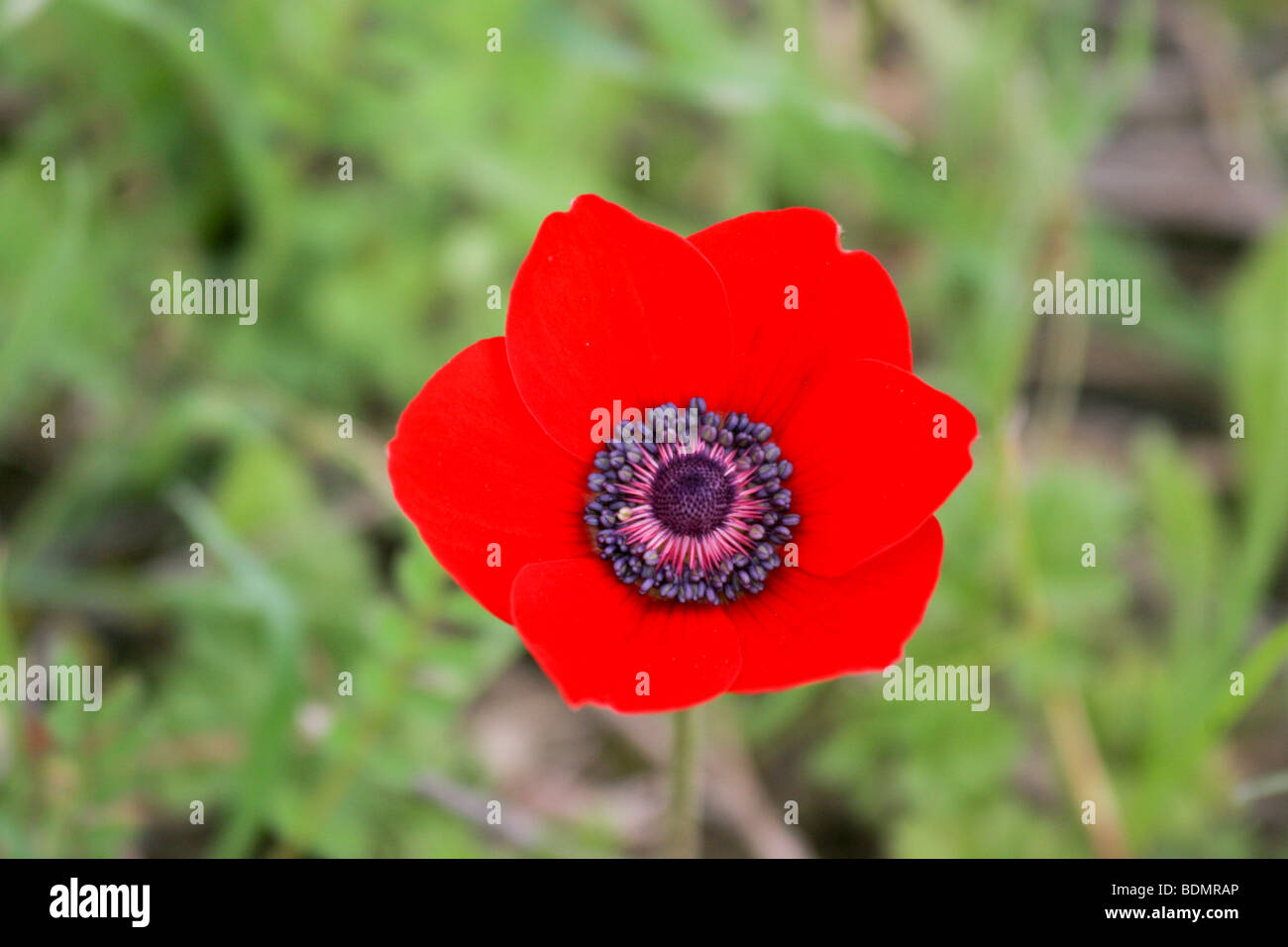 Close up of a red poppy anemone or Spanish marigold (Anemone coronaria