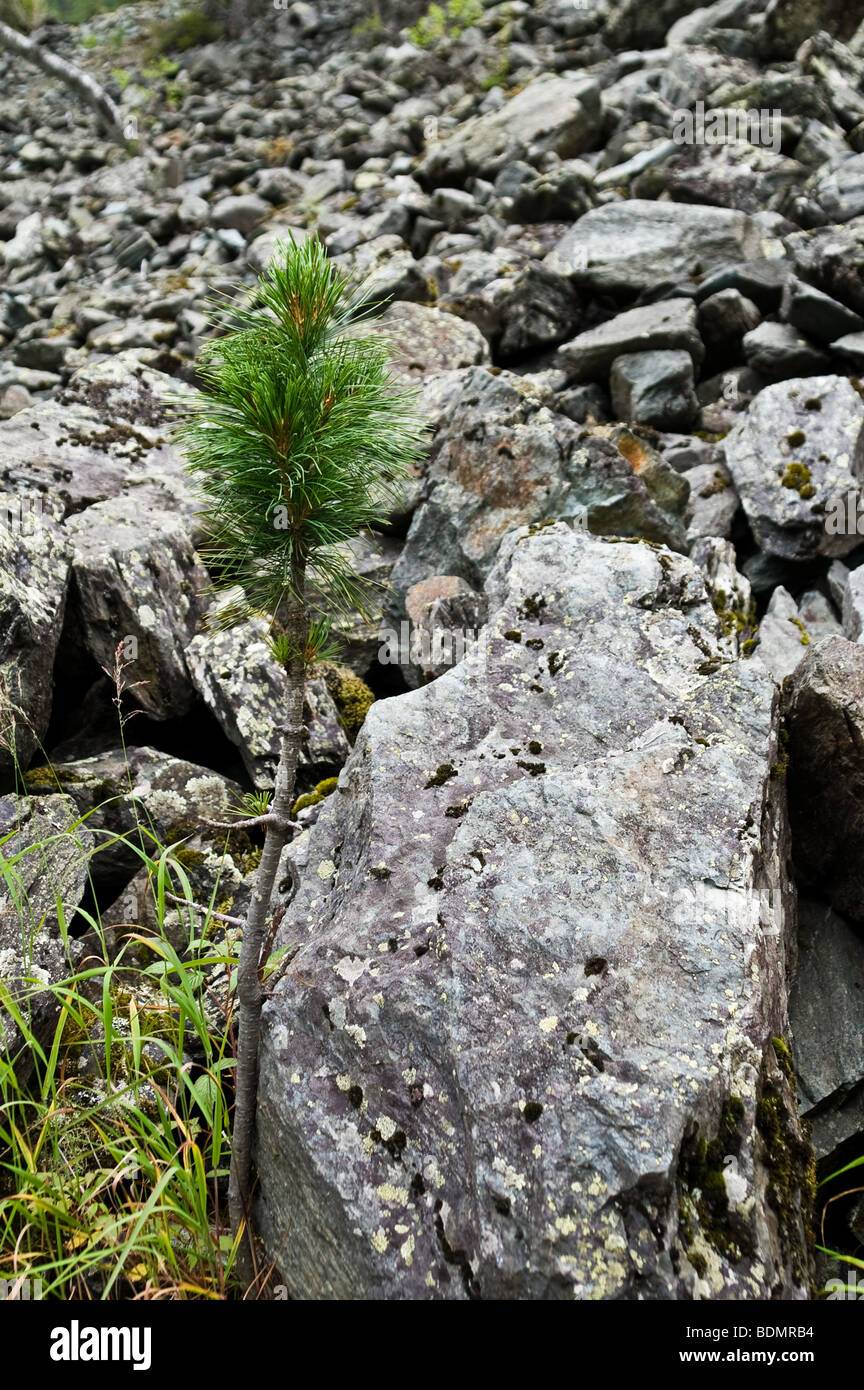 Siberian pine (Pinus sibirica) tree growing from under the stones Stock Photo