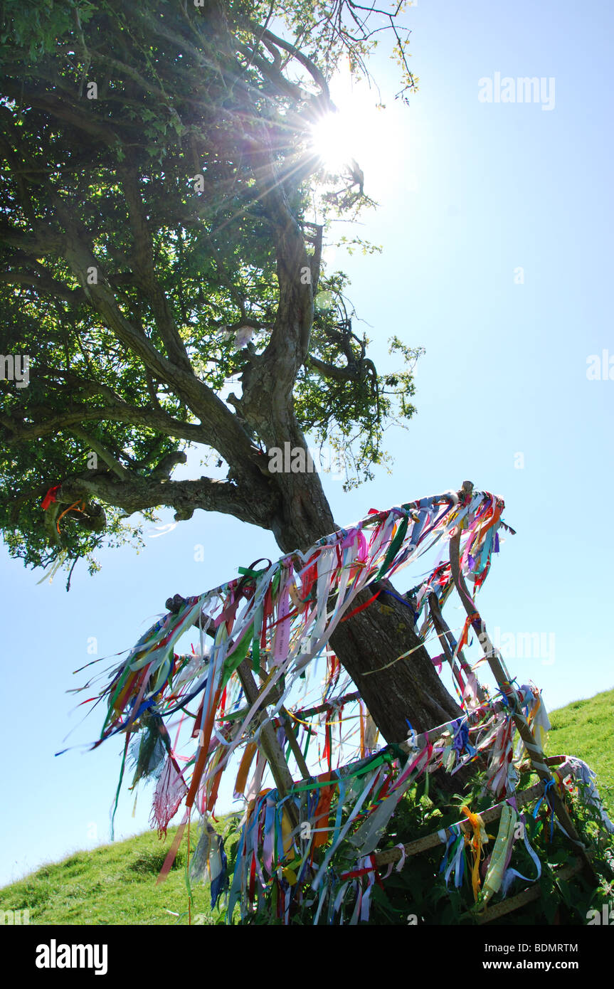 The holy thorn tree of glastonbury hires stock photography and images