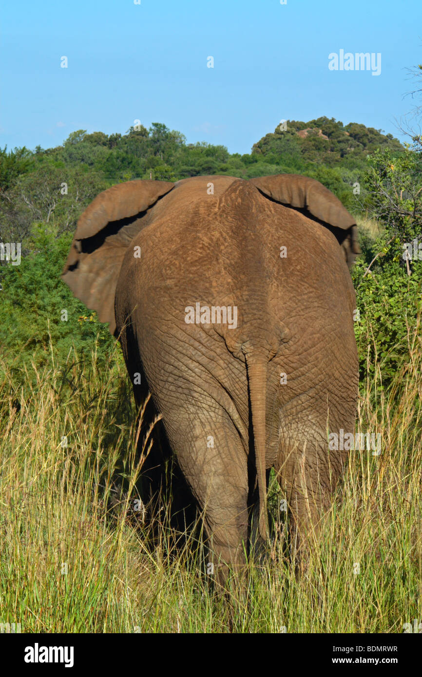 African elephant (loxodanta africana) in the Pilanesberg Game Reserve, Northwest Province, South Africa Stock Photo