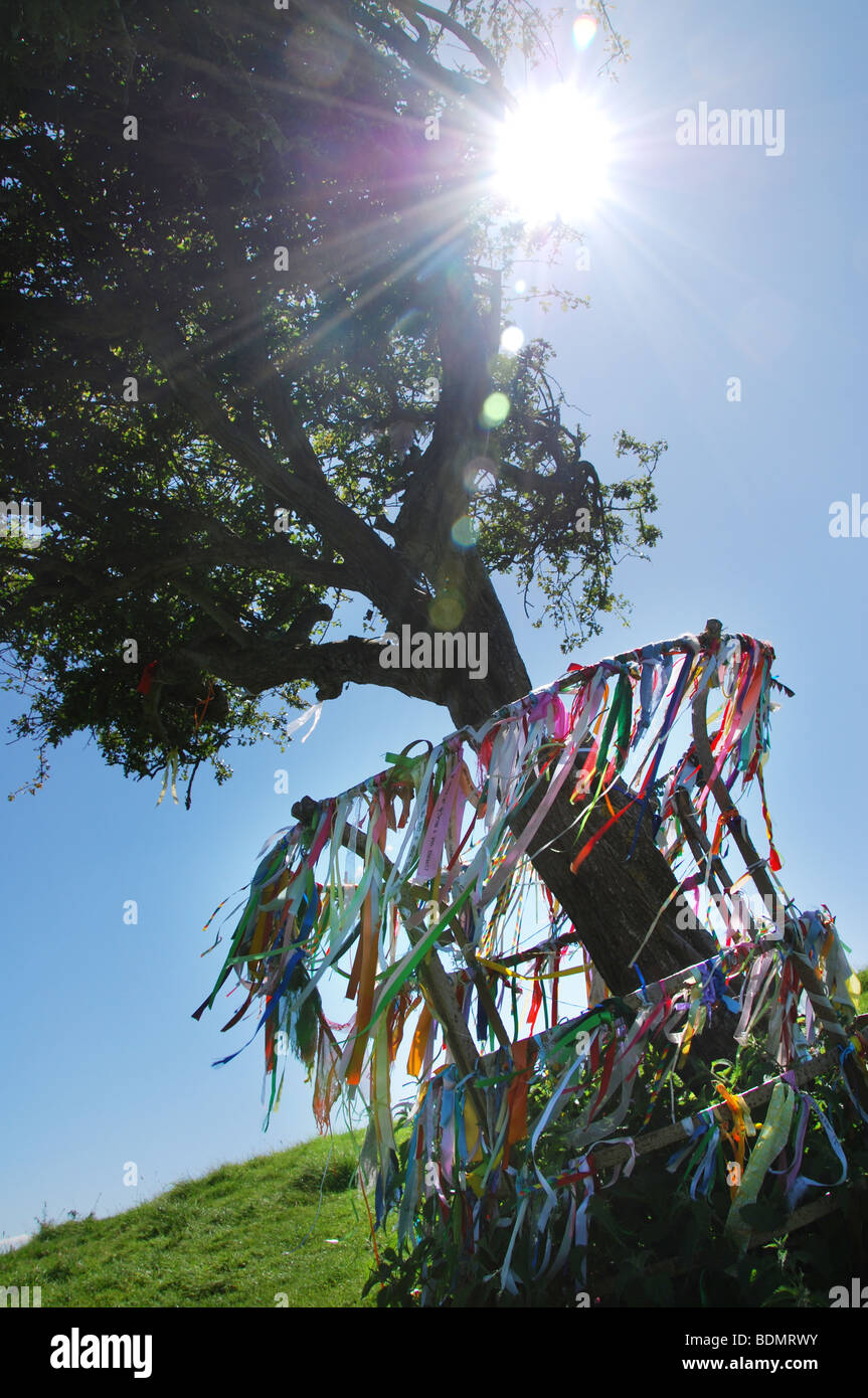 Holy thorn tree wearyall hill hires stock photography and images Alamy