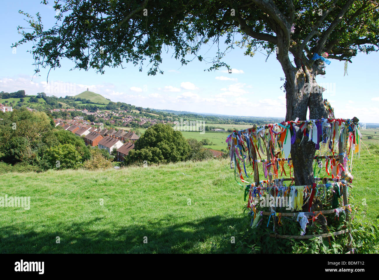 Glastonbury thorn tree hires stock photography and images Alamy