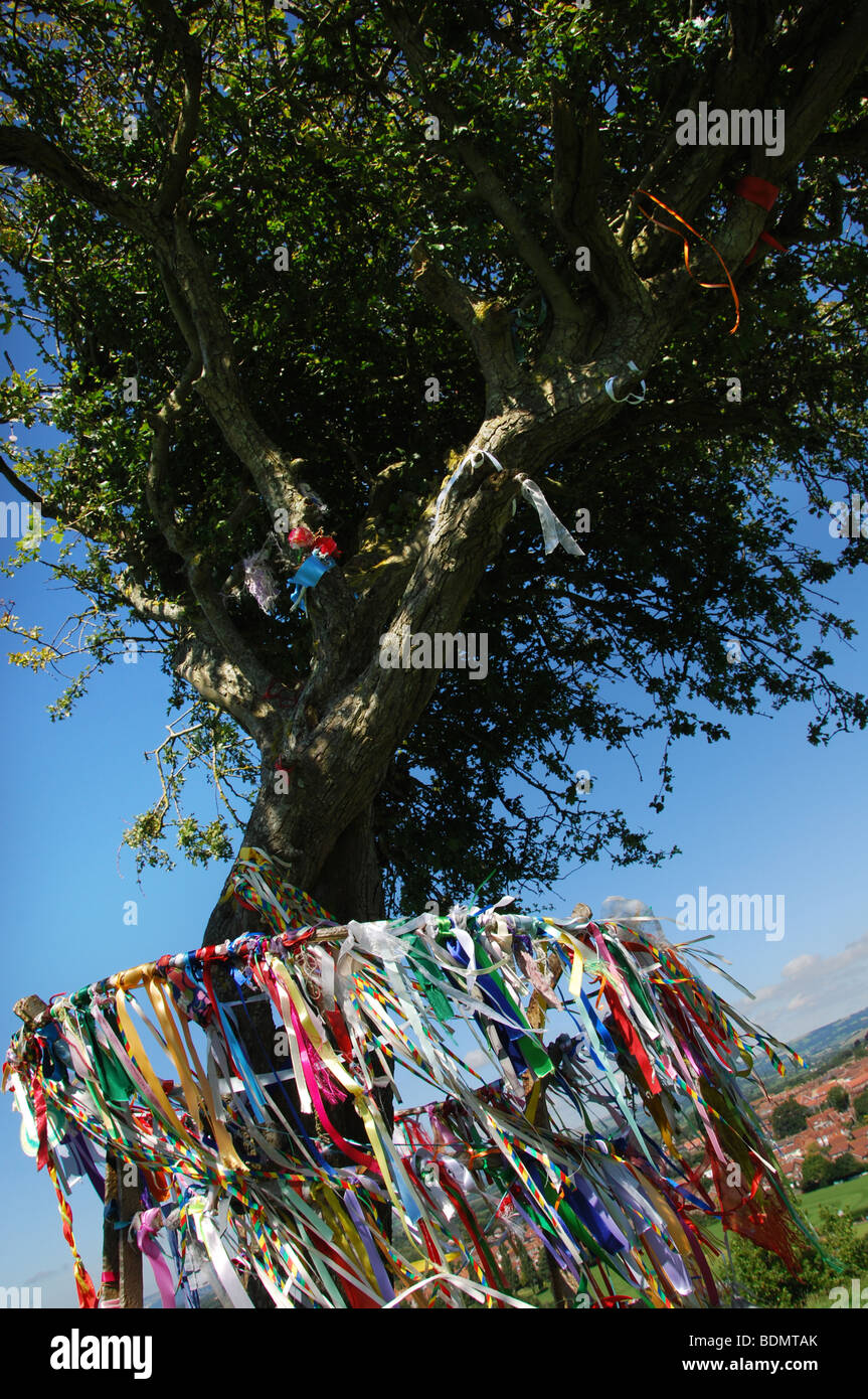The holy thorn tree of glastonbury hires stock photography and images