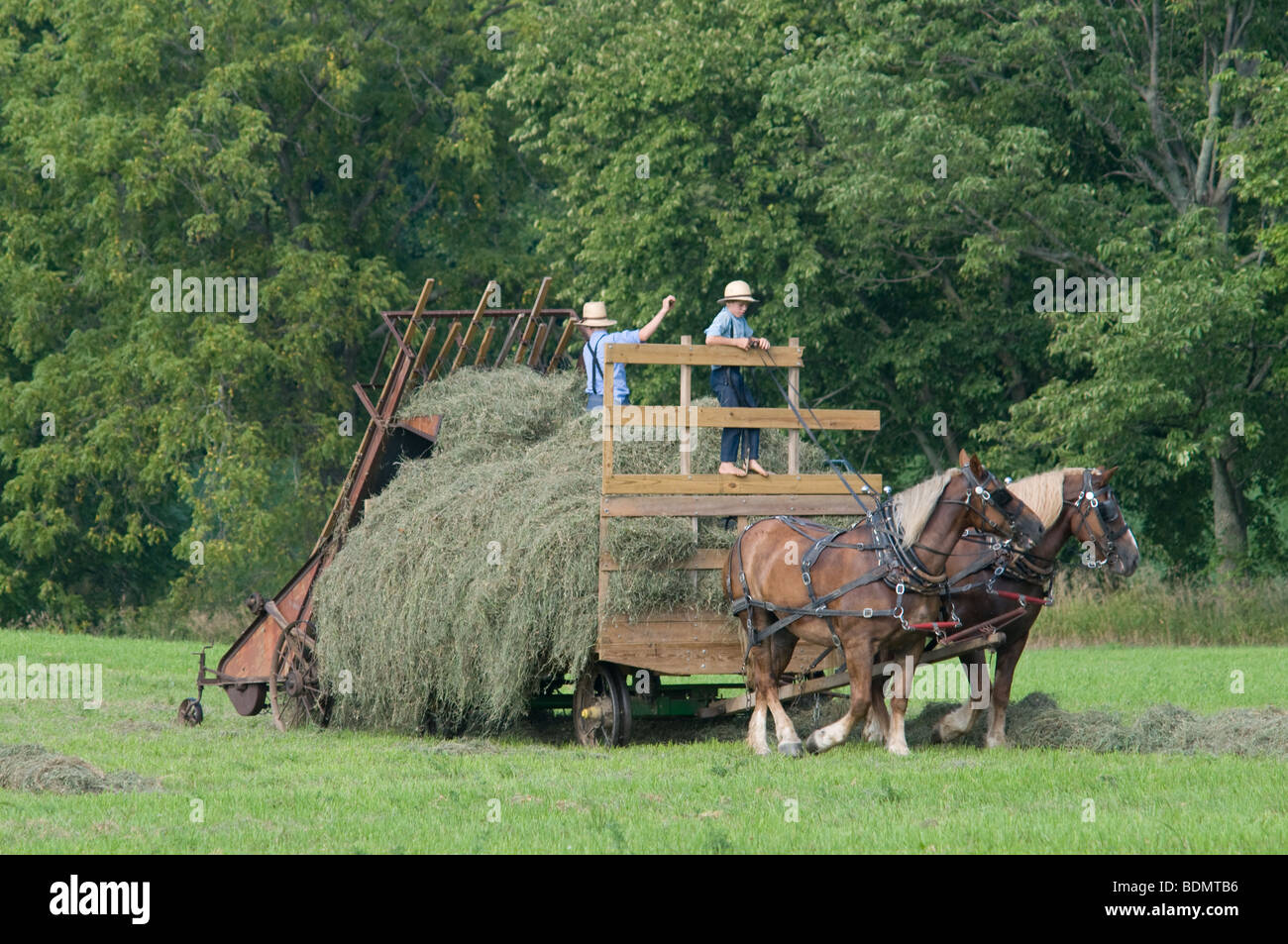 Amish men harvesting Hay with horse drawn wagon. Kenton, Ohio Stock