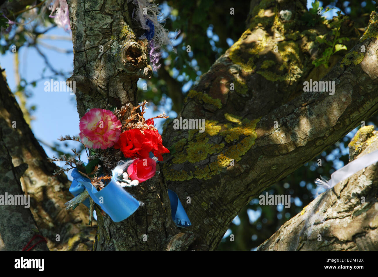 Glastonbury thorn tree hires stock photography and images Alamy