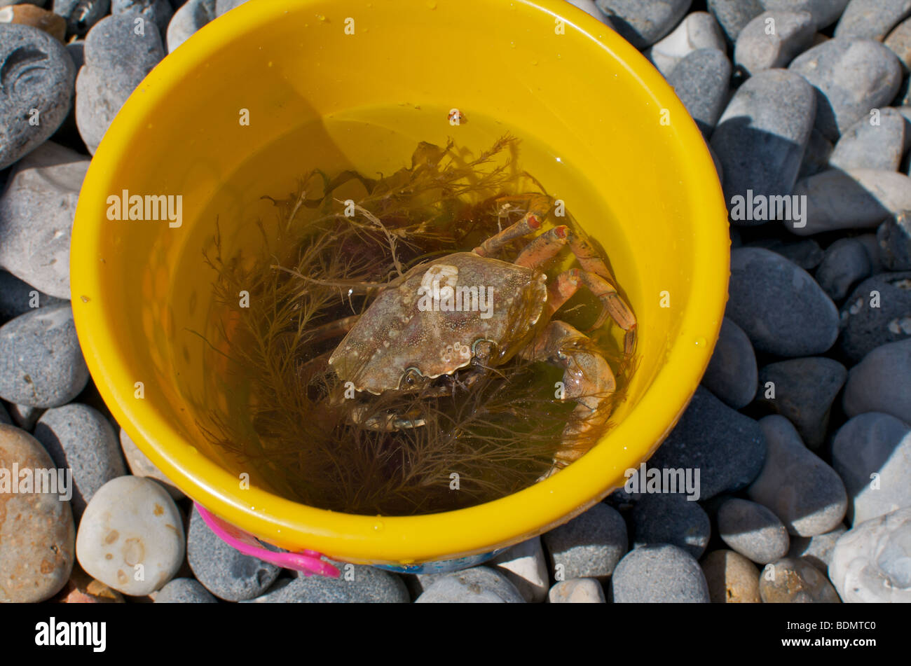 A sea crab swimming in a childs yellow seaside bucket at Sheringham