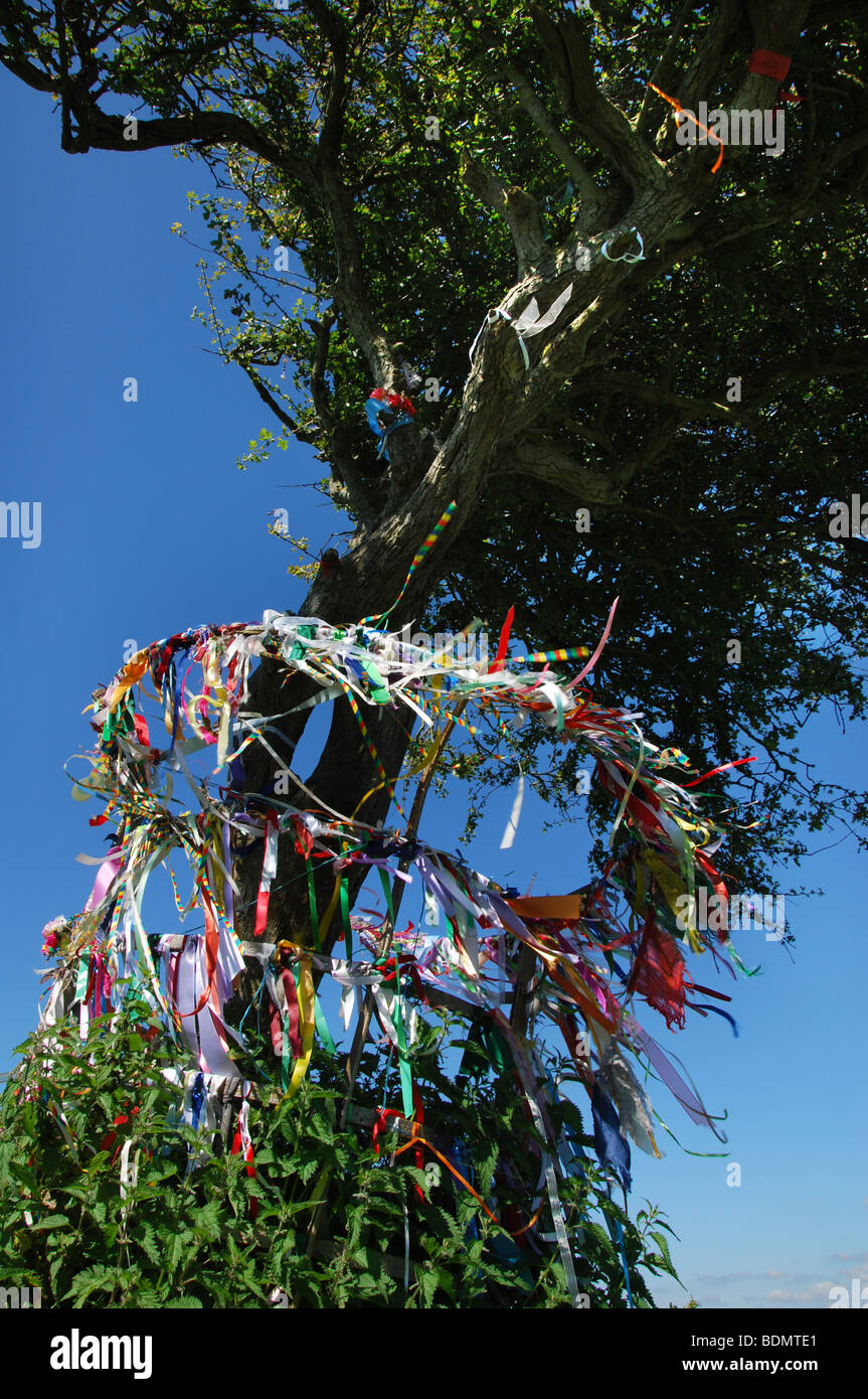 Holy thorn tree wearyall hill hires stock photography and images Alamy
