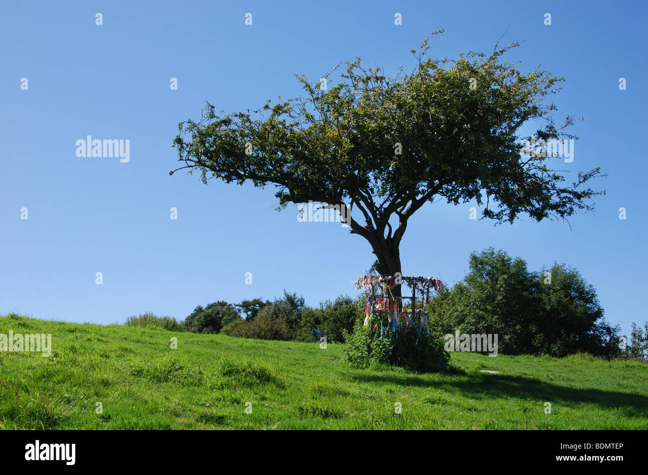 Arimethea thorn tree hires stock photography and images Alamy