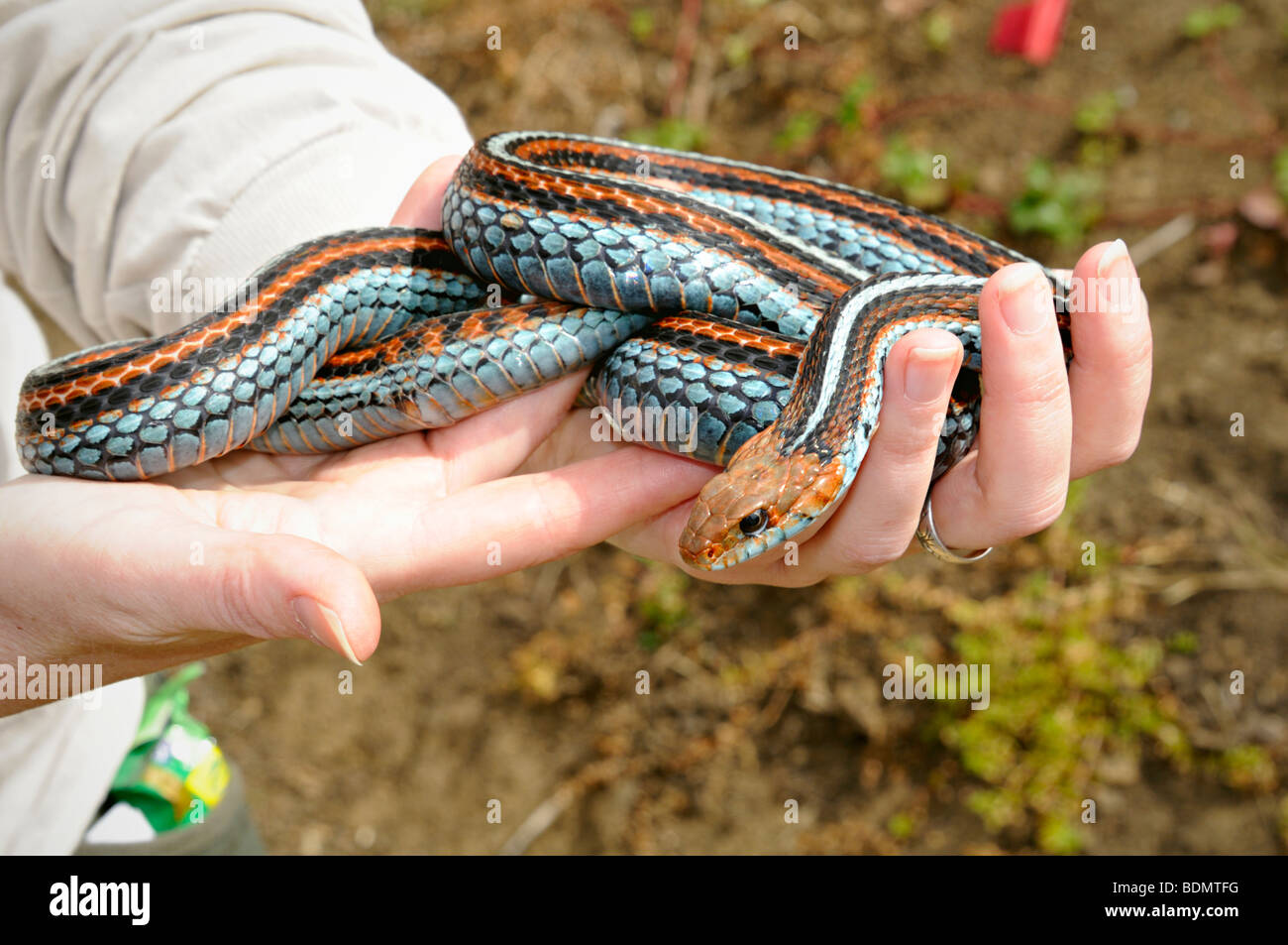 Extremely rare San Francisco garter snake (Thamnophis sirtalis Stock