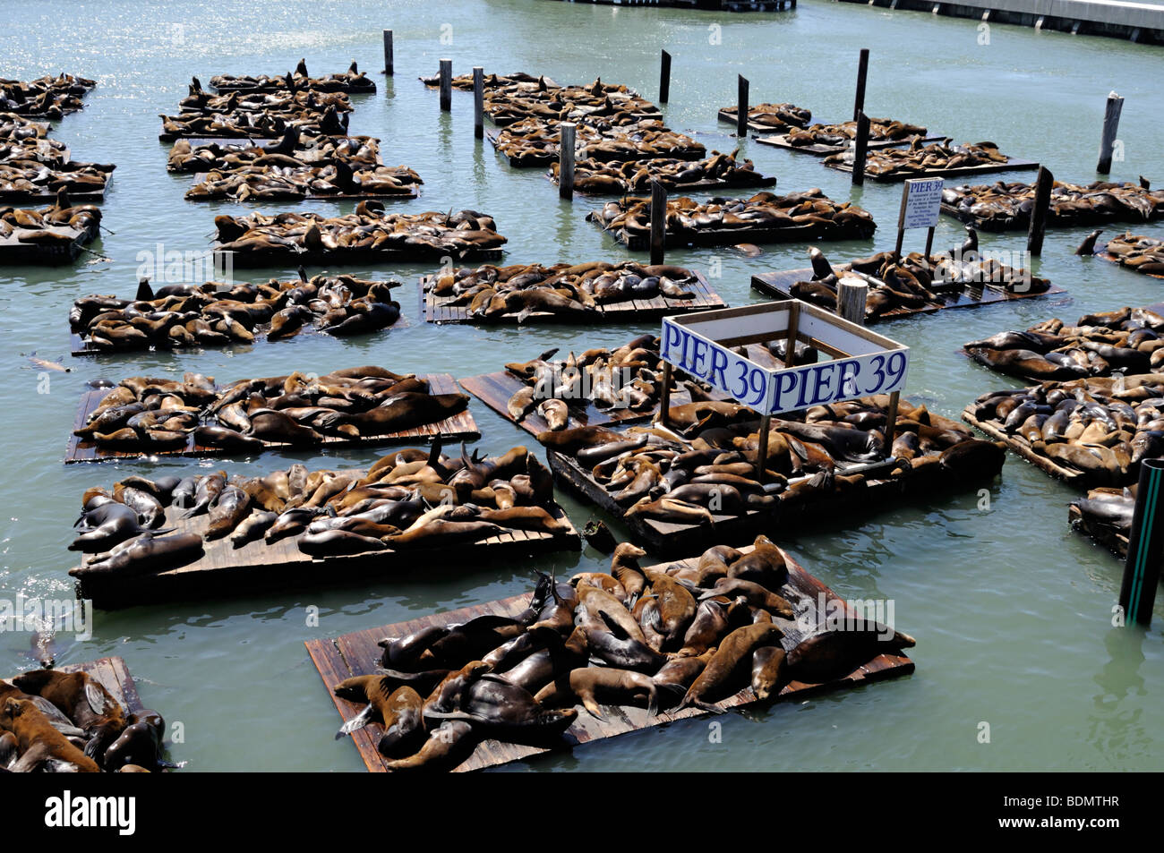 Basking seals at Pier 39, Fisherman's Wharf, San Francisco Stock