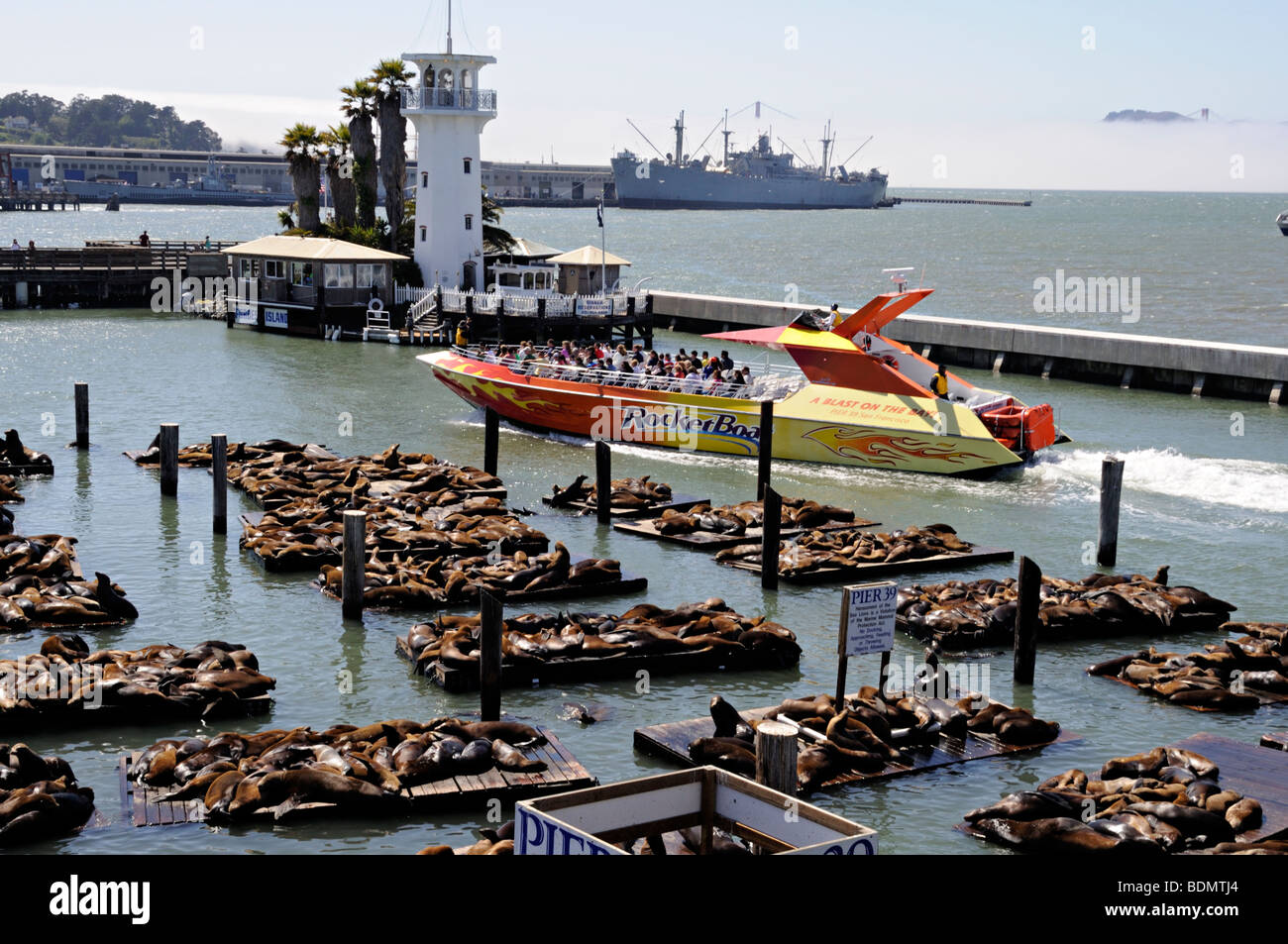 Tourist speed boat cruises past the basking  seals at Pier 39, Fisherman's Wharf, San Francisco Stock Photo