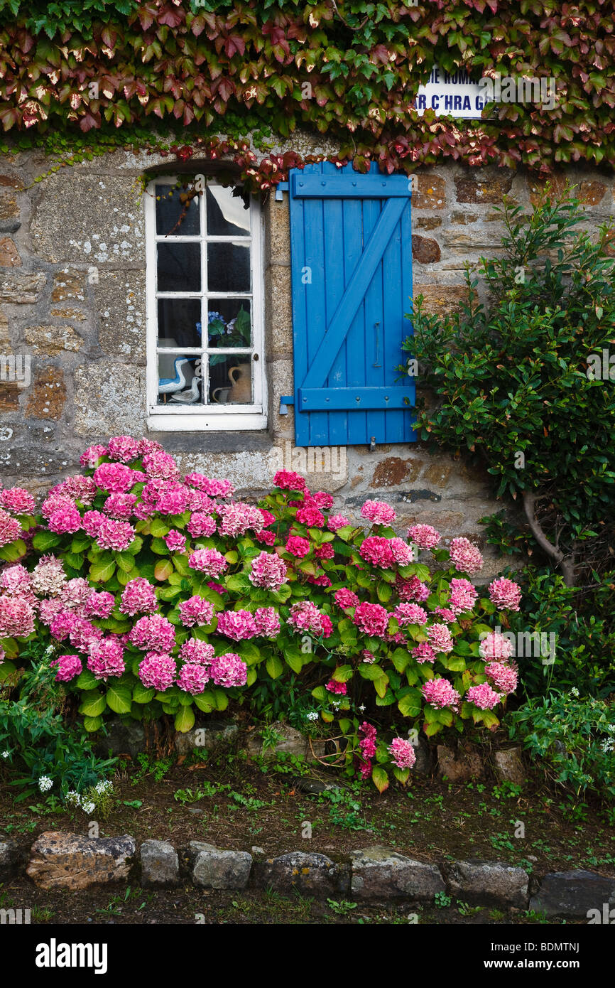 Hydrangea growing beside a cottage in the village of Saint-Michel-en-Grève, Côte d’Armor, Brittany, France Stock Photo