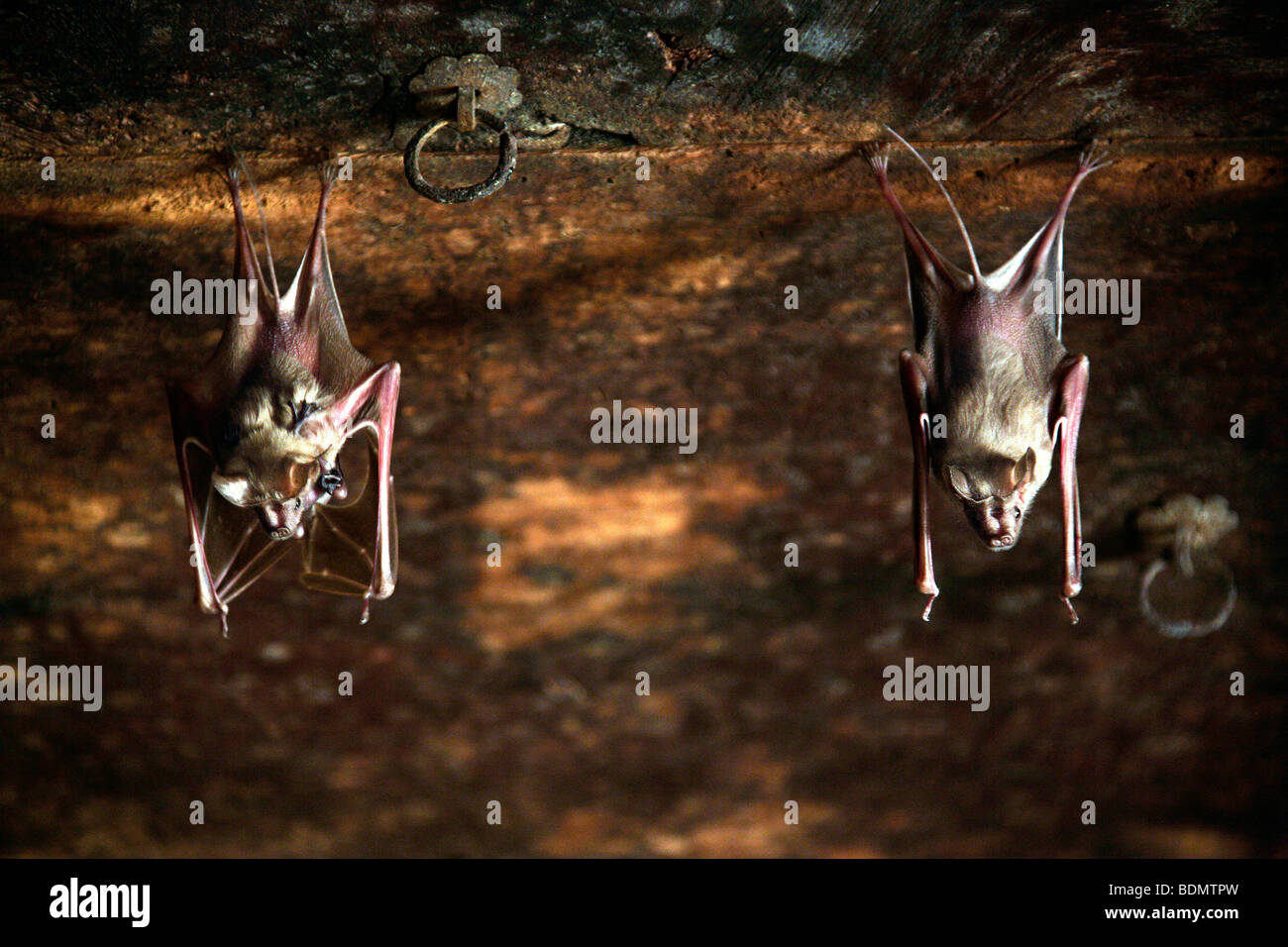 Bats on the ceilings of old Havelis, Persian for enclosed space