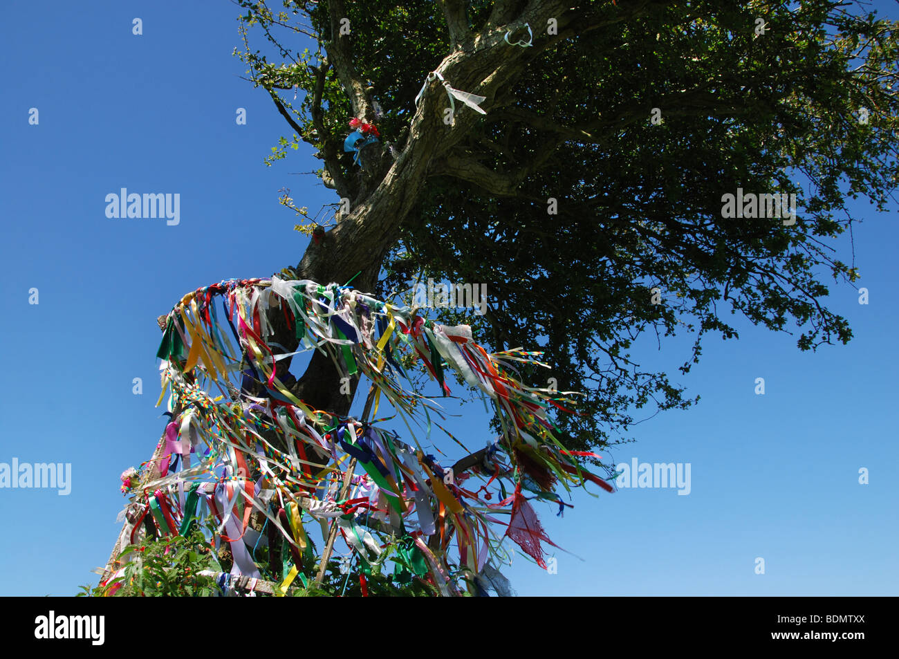 The holy thorn tree of glastonbury hires stock photography and images