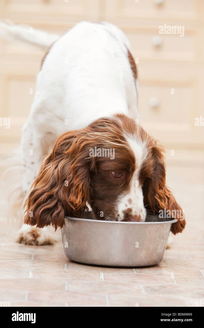 English Springer Spaniel eating dog food from a bowl inside a house Stock Photo