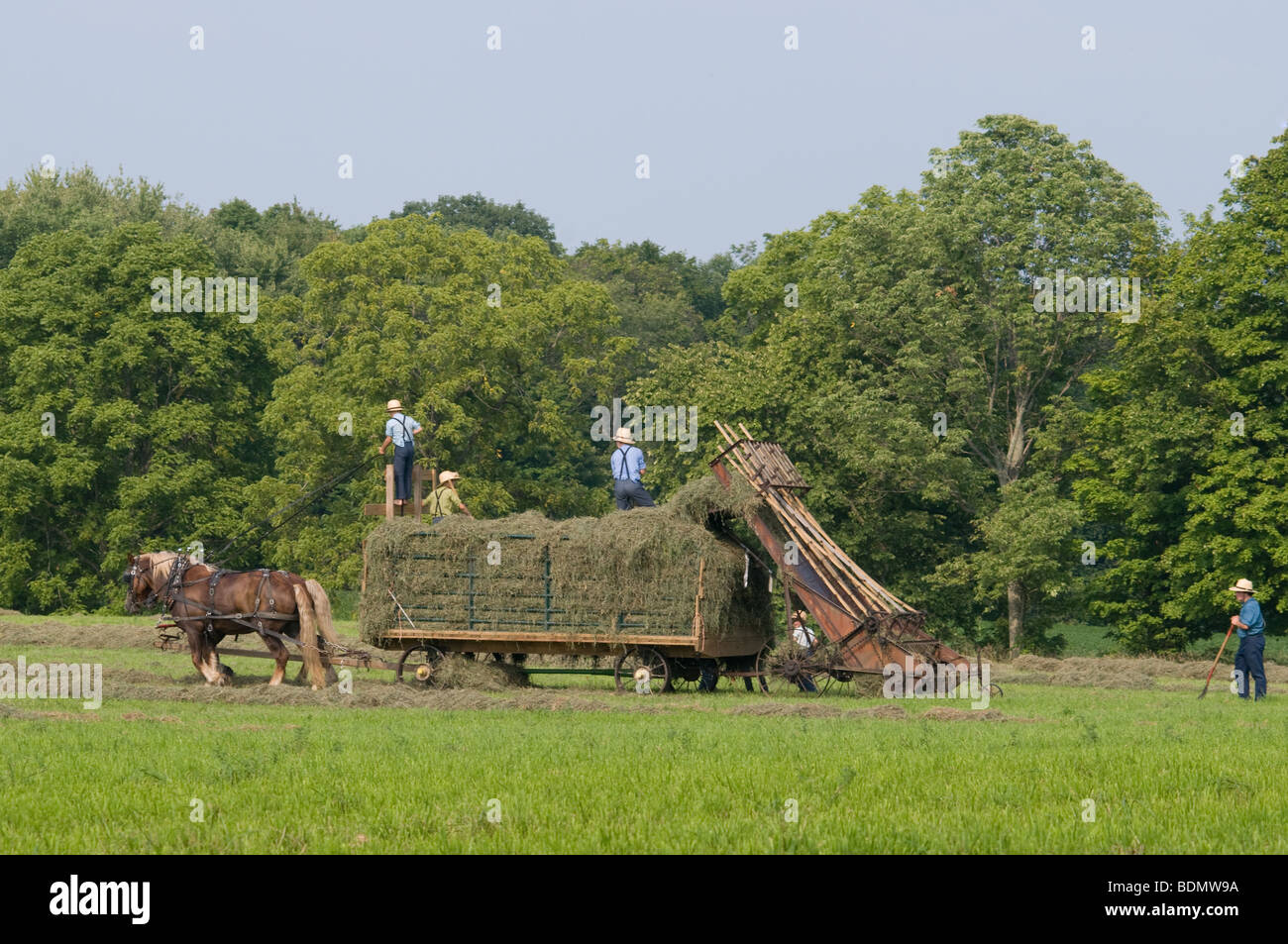 Amish men harvesting Hay with horse drawn wagon. Kenton, Ohio Stock