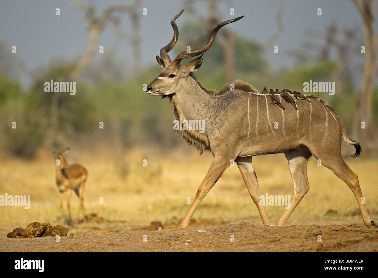 Greater Kudu (Tragelaphus strepsiceros), Savuti, Chobe National Park, Botswana, Africa Stock Photo