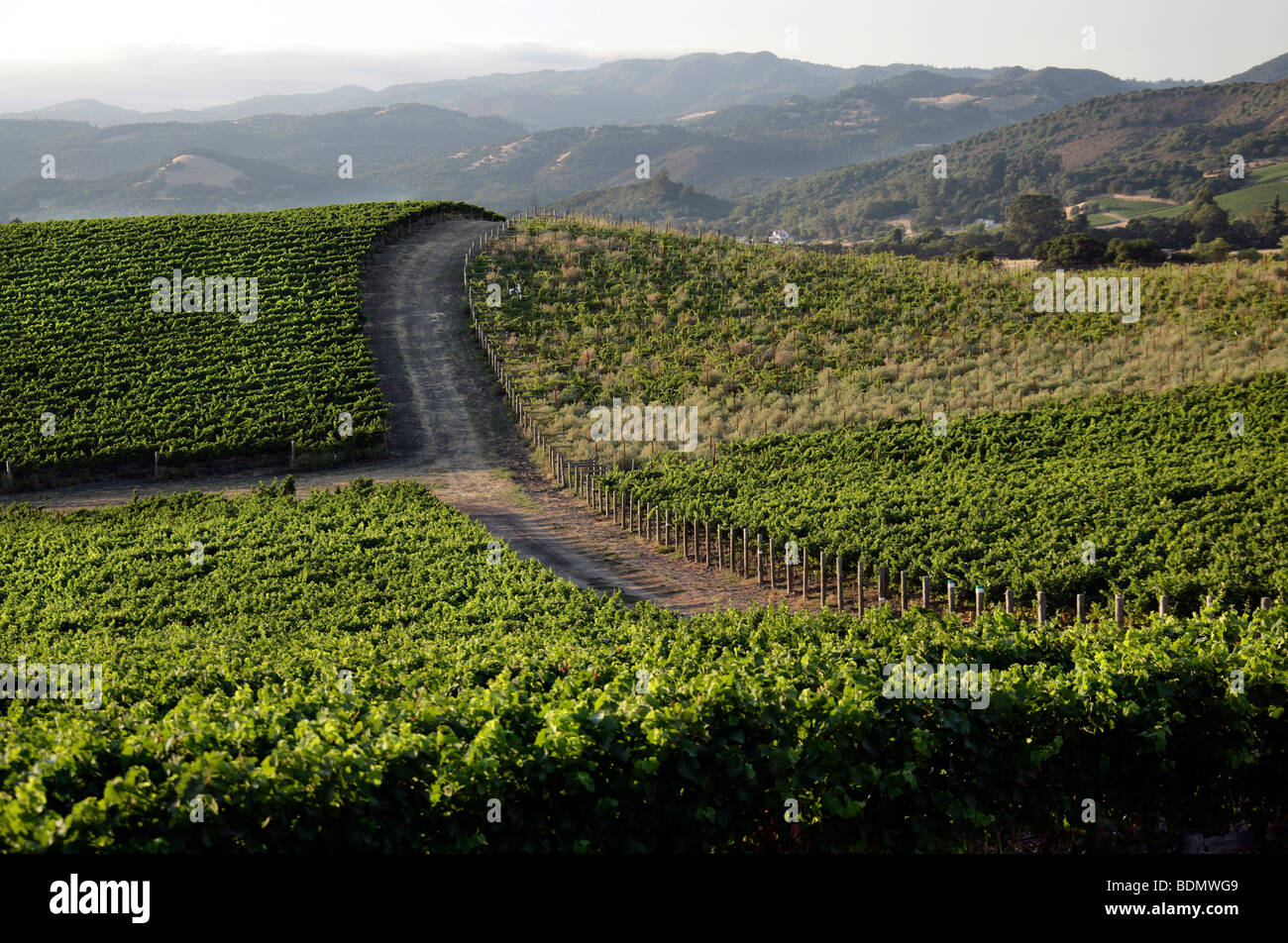 Vineyards between Napa and Sonoma Valley, California, USA, North America Stock Photo