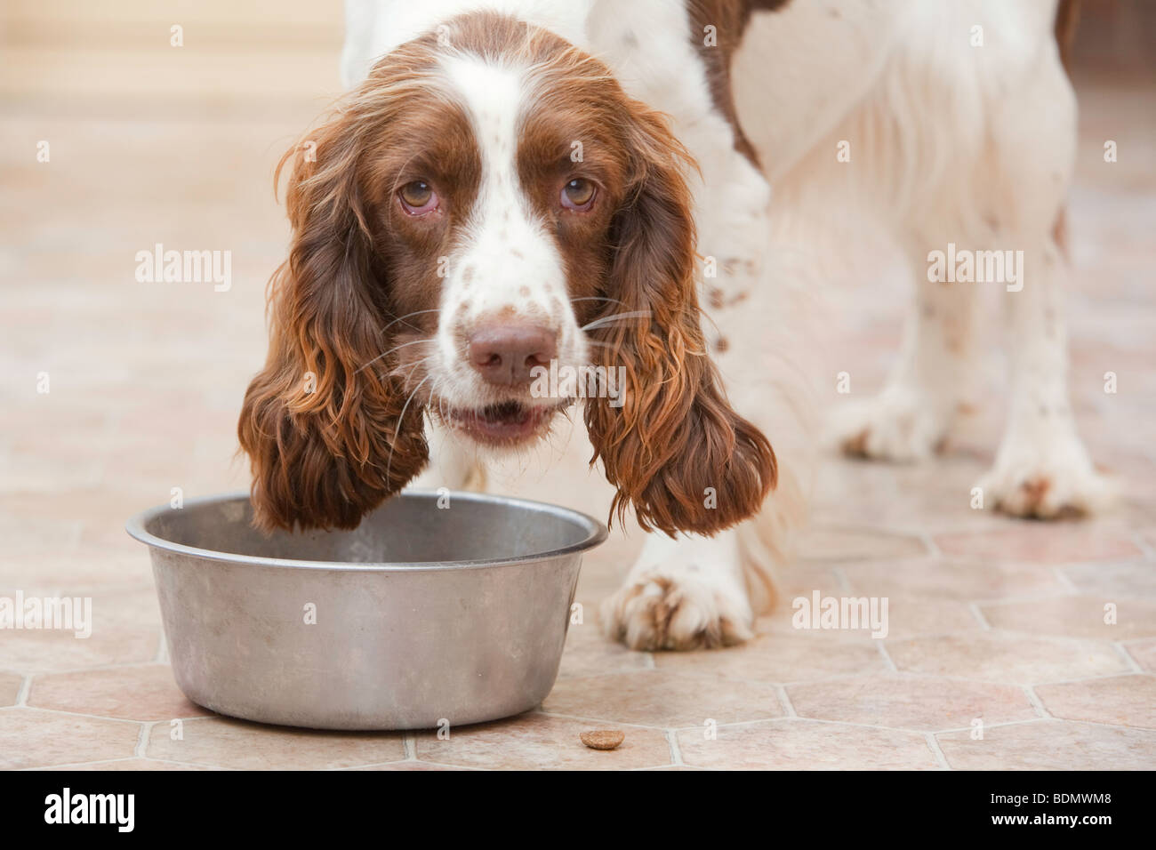 English Springer Spaniel eating dog food from a bowl inside a house Stock Photo