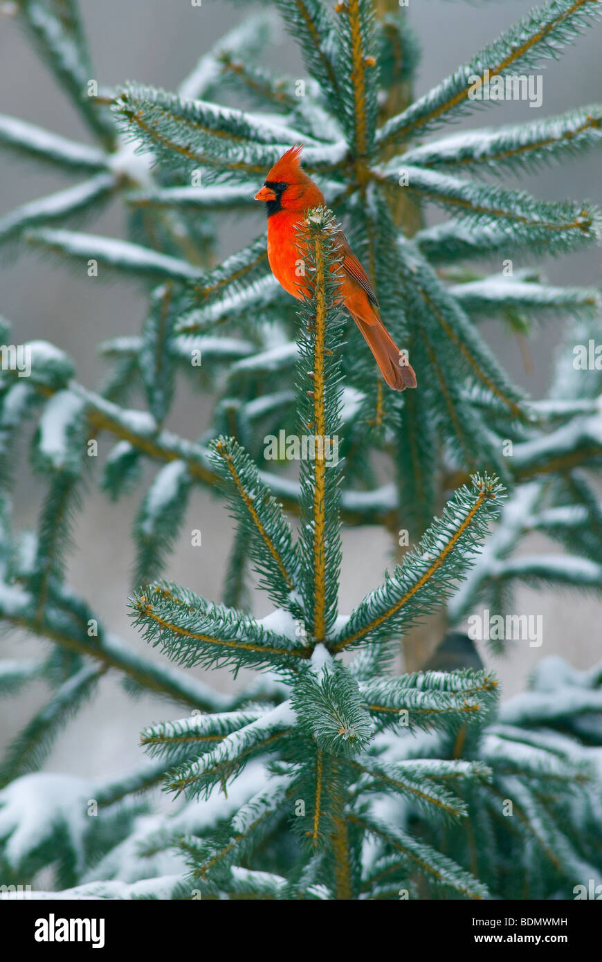 Cardinal Spruce Tree Northern Cardinal Cardinalis cardinalis male perched in Spruce Tree USA ...