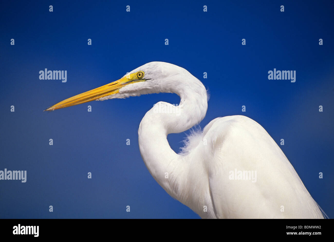 An Americqan or Great Egret waiting for a meal of fish in a marsh in The Florida Everglades National Park Stock Photo